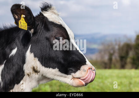 Naso che lambisce buona Foto Stock