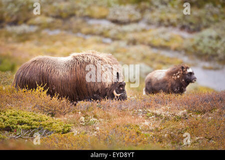 Muskoxen, adulti e giovani, Ovibos moschatus, in Dovrefjell national park, Dovre, Norvegia. Foto Stock