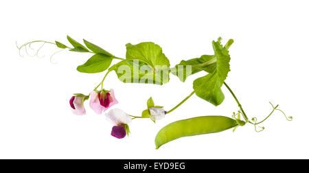 Piselli fiori con pod isolato su bianco Foto Stock