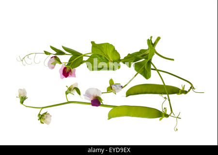 Fiori di piselli con baccelli isolato su bianco Foto Stock