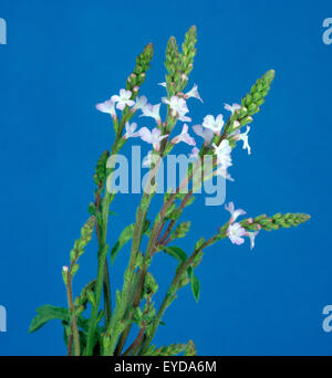 Eisenkraut, Verbene, officinalis, Vervain, Heilpflanzen, Foto Stock