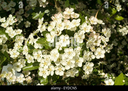 Biancospino (Crataegus monogyna) Foto Stock