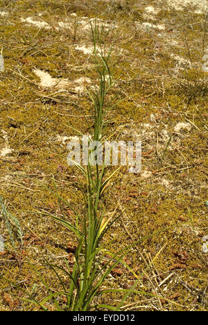 Sabbia sedge (Carex arenaria) cresce in dune di sabbia. Foto Stock