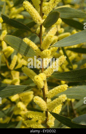 A lungo lasciato bargiglio, costa o graticcio Sydney Golden graticcio (Acacia longifolia) Foto Stock