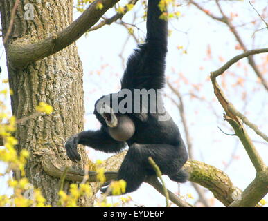Urlando maschio del Sudest Asiatico gibbon Siamang in alto in una struttura ad albero (Symphalangus syndactylu) gola sacca completamente gonfiato Foto Stock