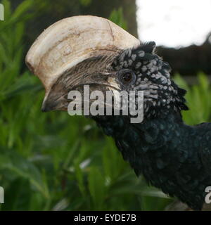 East African argentea Cheeked hornbill (Bycanistes brevis, Ceratogymna brevis) Foto Stock