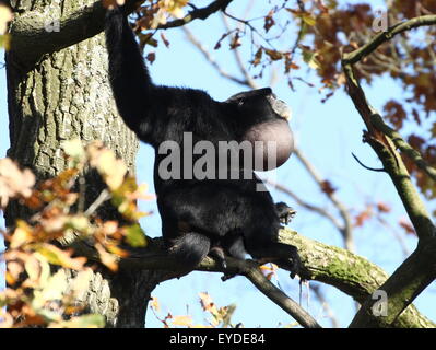 Maschio maturo del Sudest Asiatico gibbon Siamang in alto in una struttura ad albero (Symphalangus syndactylus), custodia di gola completamente gonfiato Foto Stock