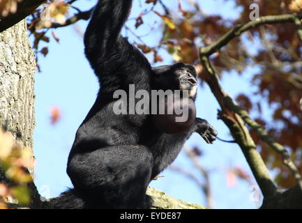 Urlando maschio del Sudest Asiatico gibbon Siamang in alto in una struttura ad albero (Symphalangus syndactylus, anche Hylobates syndactylus) Foto Stock