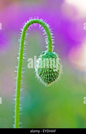 La testa di un integro fiore di papavero dopo una doccia a pioggia. Foto Stock