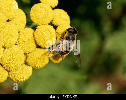Drone fly (Eristalis tenax) alimentazione su Tansy comune (Tanacetum vulgare fiori, Vancouver, BC, Canada Foto Stock