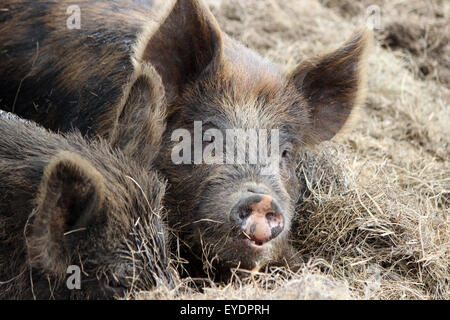 Due maiali in una fattoria giacente nel fieno, uno sguardo verso la telecamera Foto Stock