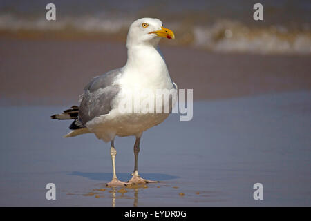 Un gabbiano aringhe (Larus argentatus) in piedi su una spiaggia vicino al mare Foto Stock