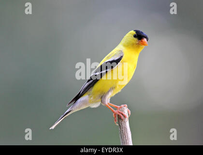 Un maschio di American Cardellino (Carduelis tristis) in colore giallo brillante riproduzione estiva del piumaggio appollaiate su un ramo Foto Stock