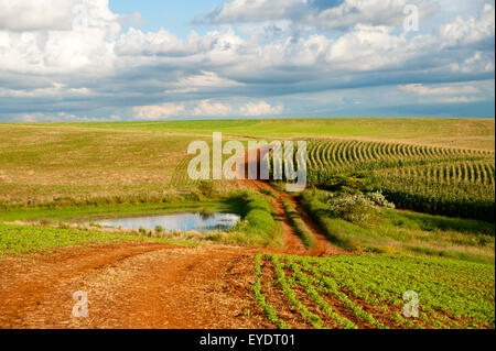 La soia e campi di mais in Santa Barbara Do Sul Rio Grande do Sul - Brasile Foto Stock