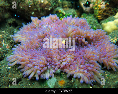 Actiniaria pianta marina coral bali Foto Stock