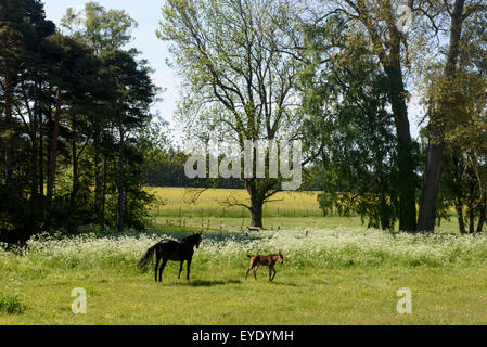 Cavallo vicino rone, isola di Gotland, Svezia Foto Stock