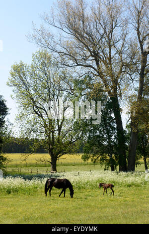 Cavallo vicino rone, isola di Gotland, Svezia Foto Stock