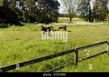 Cavallo vicino rone, isola di Gotland, Svezia Foto Stock