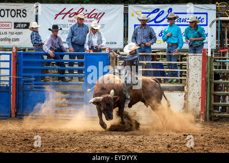 Bull concorso di equitazione, Philomath Frolic & Rodeo, Oregon, Stati Uniti d'America Foto Stock