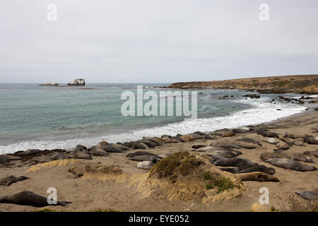 Northern Elephant guarnizioni (Mirounga angustirostris), PIEDRAS BLANCAS Rookery, San Simeone, California, Stati Uniti d'America Foto Stock