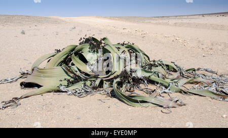 Welwitschia impianto (Welwitschia mirabilis), il Cratere Messum, Namibia, Africa Foto Stock