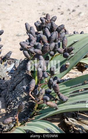Welwitschia femmina (pianta Welwitschia mirabilis), il Cratere Messum, Namibia, Africa Foto Stock