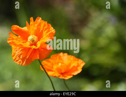 Arancio fiori di papavero Foto Stock