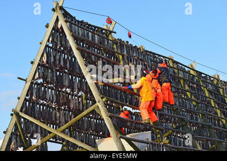 Lavoratori sul legno rack di baccalà, Svolvaer, Lofoten, Austvågøy isola, Nordland, Norvegia Foto Stock