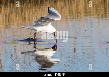 A testa nera (gabbiano Chroicocephalus ridibundus) cattura delle prede, Texel, Paesi Bassi Foto Stock