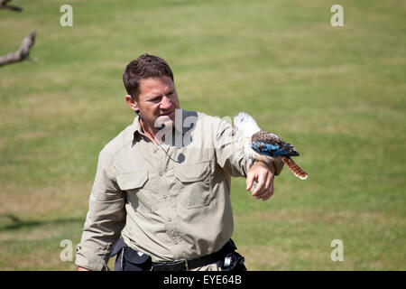 Hertfordshire, Inghilterra, circa del luglio 2015, Steve Backshall, naturalista e wildlife presenter ad una fauna live show con una Kooka Foto Stock