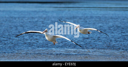 Americano bianco pellicani (Pelecanus erythrorhynchos) volare sull'acqua, Sanibel Island, Florida, Stati Uniti d'America Foto Stock