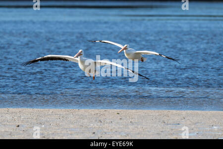 Americano bianco pellicani (Pelecanus erythrorhynchos) volare sull'acqua, Sanibel Island, Florida, Stati Uniti d'America Foto Stock