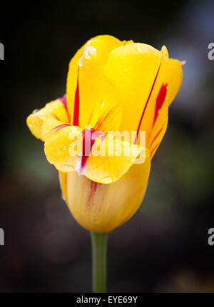 Tulipano giallo close up shot Foto Stock