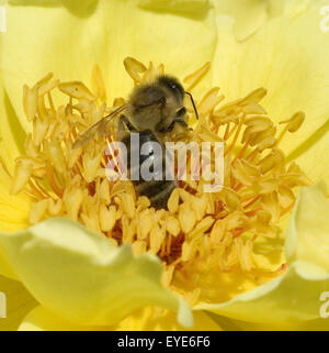 Biene; Apis mellifera Foto Stock