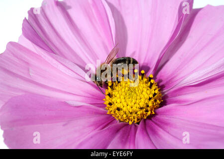 Biene; Pollenhoeschen;; Apis mellifera; Kosmea, Foto Stock