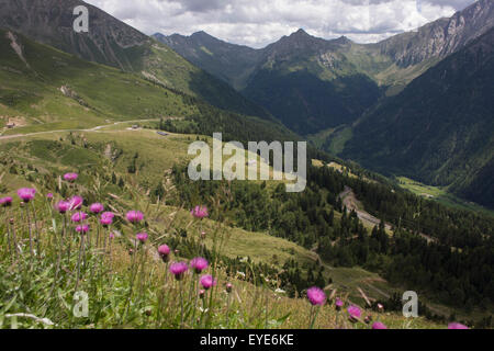 Fiori selvatici che crescono su strada vicino alla cima del Passo di Monte Giovo, il punto più alto a 2,094 metri sulla strada tra Merano-merano e Sterzing-Vipiteno in Alto Adige, Italia. Foto Stock