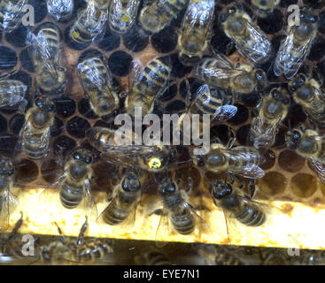 Bienenkoenigin Foto Stock