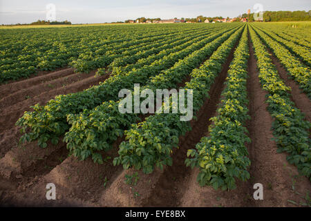 La produzione di patate nei Paesi Bassi Foto Stock