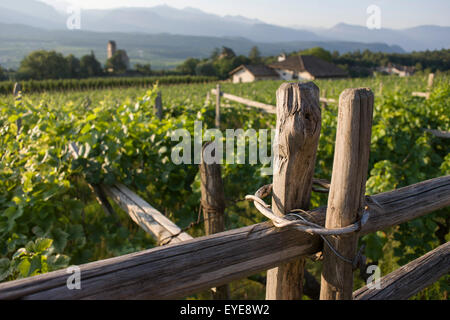 Tradizionale metodo di scherma e vigneti nella regione vinicola del sud-ovest di Bolzano, Alto Adige, Italia settentrionale. Foto Stock