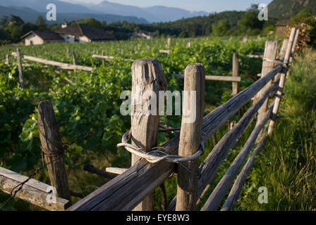 Tradizionale metodo di scherma e vigneti nella regione vinicola del sud-ovest di Bolzano, Alto Adige, Italia settentrionale. Foto Stock