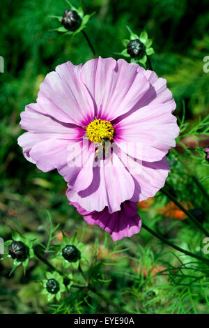 Biene; Pollenhoeschen, Kosmea Foto Stock