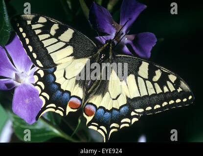 Schwalbenschwanz, Papilio machaon Foto Stock