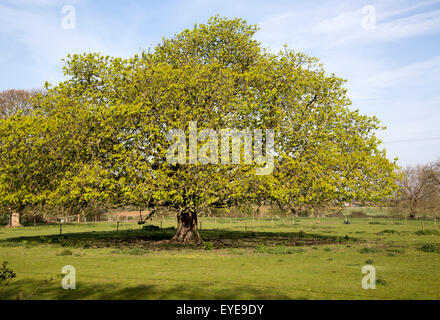 Ampia diffusione di cavallo castagno Aesculus hippocastanum molla con nuove foglie, Sutton, Suffolk, Inghilterra, Regno Unito Foto Stock