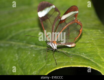 America centrale Glasswinged farfalla o Clearwing (Greta oto) in posa su una foglia, vista ventrale Foto Stock