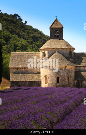 Notre Dame de Senanque Abbazia Provence Francia con la lavanda in piena fioritura Foto Stock