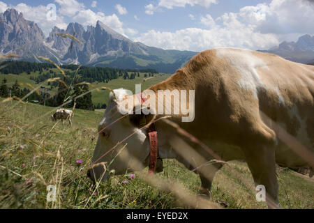 Mucche al pascolo su Siusi Altopiano, al di sopra del Sud città tirolese di Ortisei-Sankt Ulrich nelle Dolomiti, Italia. Foto Stock