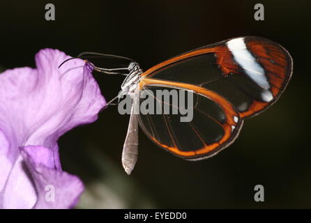 Vetro farfalla alato o Clearwing (Greta oto) in posa su un viola fiore tropicale. Nativo dal Messico fino alla Colombia Foto Stock