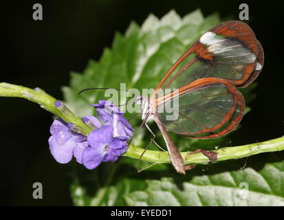Glasswinged farfalla o Clearwing (Greta oto) alimentazione su un esotico fiore tropicale. Nativo dal Messico fino alla Colombia Foto Stock