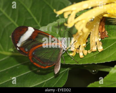 Vetro farfalla alato o Clearwing (Greta oto) alimentazione su un esotico fiore tropicale. Nativo dal Messico fino alla Colombia Foto Stock