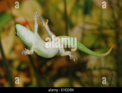 Green Madagascar giorno Gecko (Phelsuma madagascariensis) aggrappandosi ad una finestra di vetro con la sua appiccicosa piazzole di convergenza Foto Stock